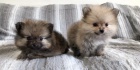 Krsn picl(Pomeranian) tata