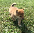 Krsn dti shiba inu k adopci