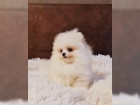 istokrevn Pomeranian/pic