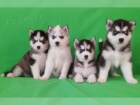 teniatka sibirskeho husky