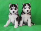 teniatka sibirskeho husky