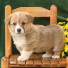 Rozkon tata Welsh Corgi.