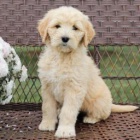 Milujc tata Goldendoodle!