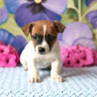 Rozkon tata Jack Russell Terrier