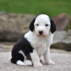 Ndhern ttka Sheepadoodle