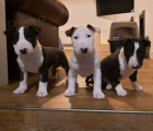 12 tdn tata Bull Terrier