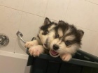 TENIATKA SIBISK HUSKY