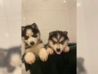 TENIATKA SIBISK HUSKY