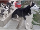 TENIATKA SIBISK HUSKY