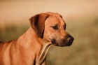 Rhodesian ridgeback