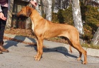 Rhodesian ridgeback