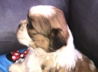 tata shih tzu