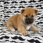 Ndhern tata shiba inu pro prodej.