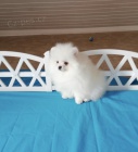 pomerane