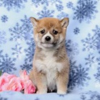 tata Shiba Inu