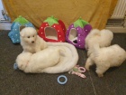 istokrevn samojed tata k adopci