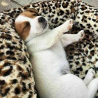 Jack Russell tata