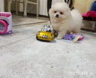 Mini pomeranian bez PP