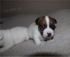 Jack Russell tata