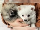 Pomeranian - pic  s PP FCI