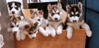 Sibisk Husky-original husky s PP