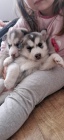 Sibisk Husky-original husky s PP