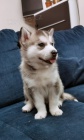 Sibisk Husky-original husky s PP