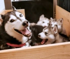 Sibisk Husky-original husky s PP