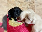 Fenka Labrador retrvra tata