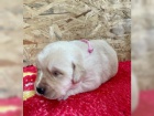 Fenka Labrador retrvra tata