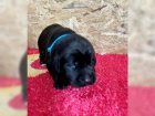 Fenka Labrador retrvra tata