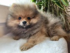 istokrevn pic pomeranian