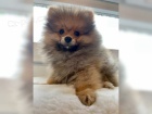 istokrevn pic pomeranian