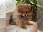 istokrevn pic pomeranian