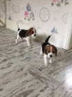 beagle na prodej.