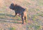 Shar pei tata