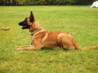 MALINOIS