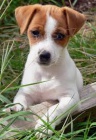 JACK RUSSELL