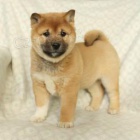 Rozkon tata shiba inu.