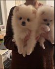 Pomeranian tata