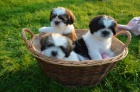 sympatit shih tzu 