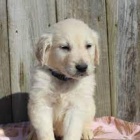 zlaty retriever 