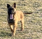 Krsn tata Malinois k adopci.