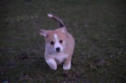  Pembroke Corgi tata