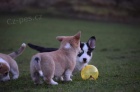 tata- Pembroke Corgi 