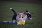 tata., Pembroke Corgi 