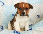 Fascinujc tata Jack Russell terira 