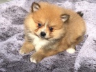Krsn Nmeck pic trpasli pomerian