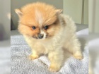Krsn Nmeck pic trpasli pomerian