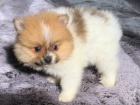 Krsn Nmeck pic trpasli pomerian